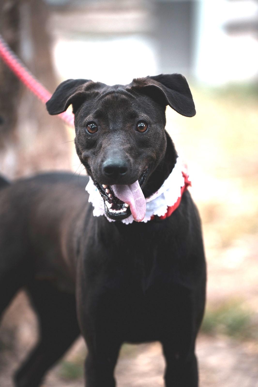 Enlarge Mandy, a Adoptable mixed breed in Hacienda Heights, CA image 3/6