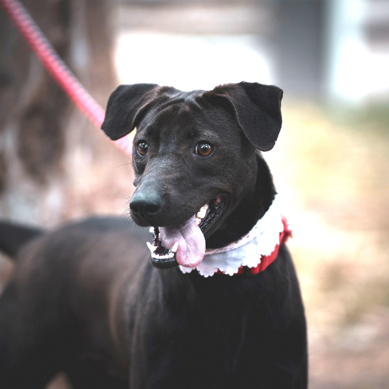 Enlarge Mandy, a Adoptable mixed breed in Hacienda Heights, CA image 5/6