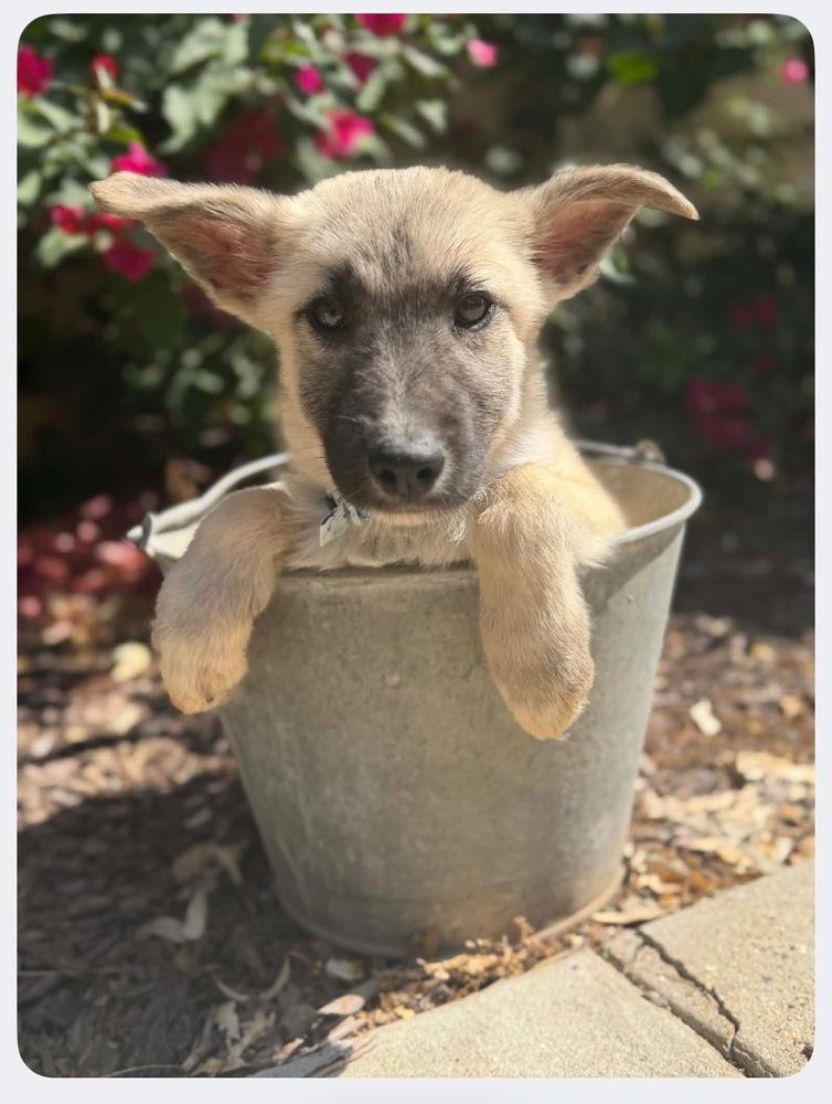 Enlarge Willie, a Adopted mixed breed in Palo Alto, CA image 1/5