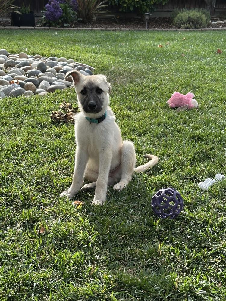 Enlarge Willie, a Adopted mixed breed in Palo Alto, CA image 2/5