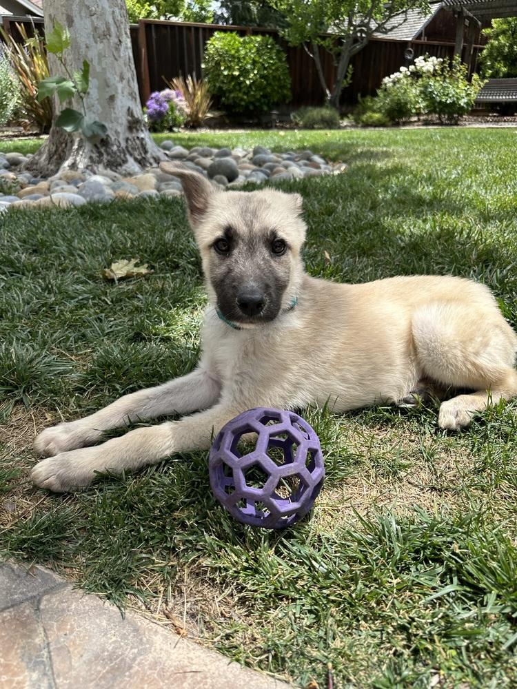 Enlarge Willie, a Adopted mixed breed in Palo Alto, CA image 4/5