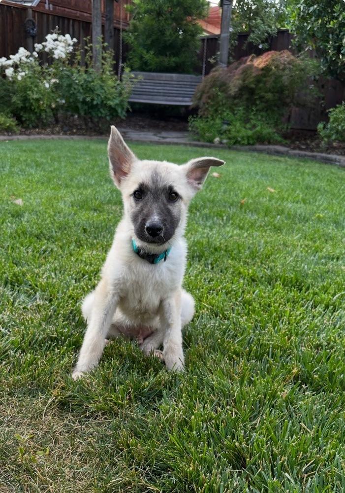 Enlarge Willie, a Adopted mixed breed in Palo Alto, CA image 5/5