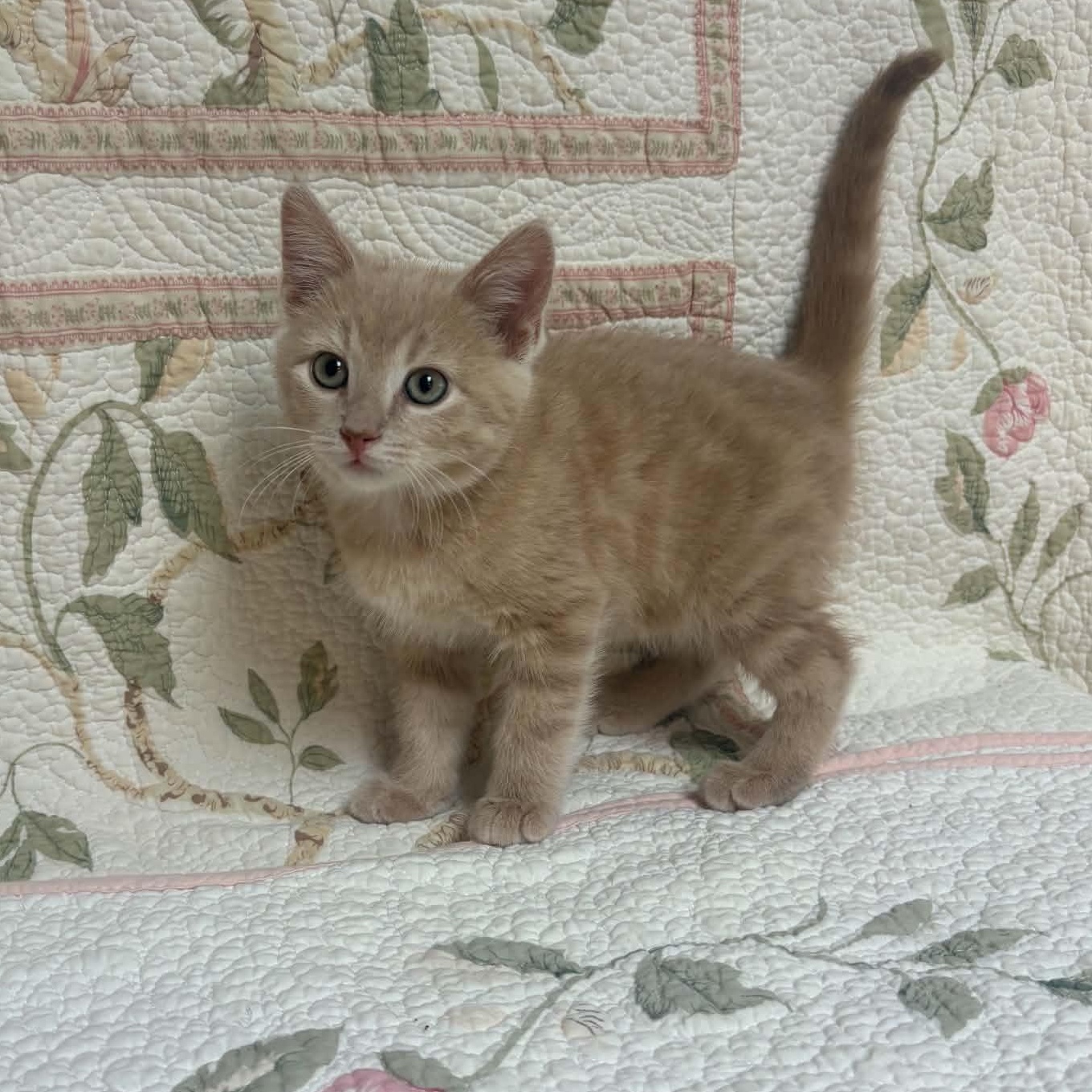 Enlarge Butter, a Adopted Domestic Short Hair in Waterloo, IA image 4/5