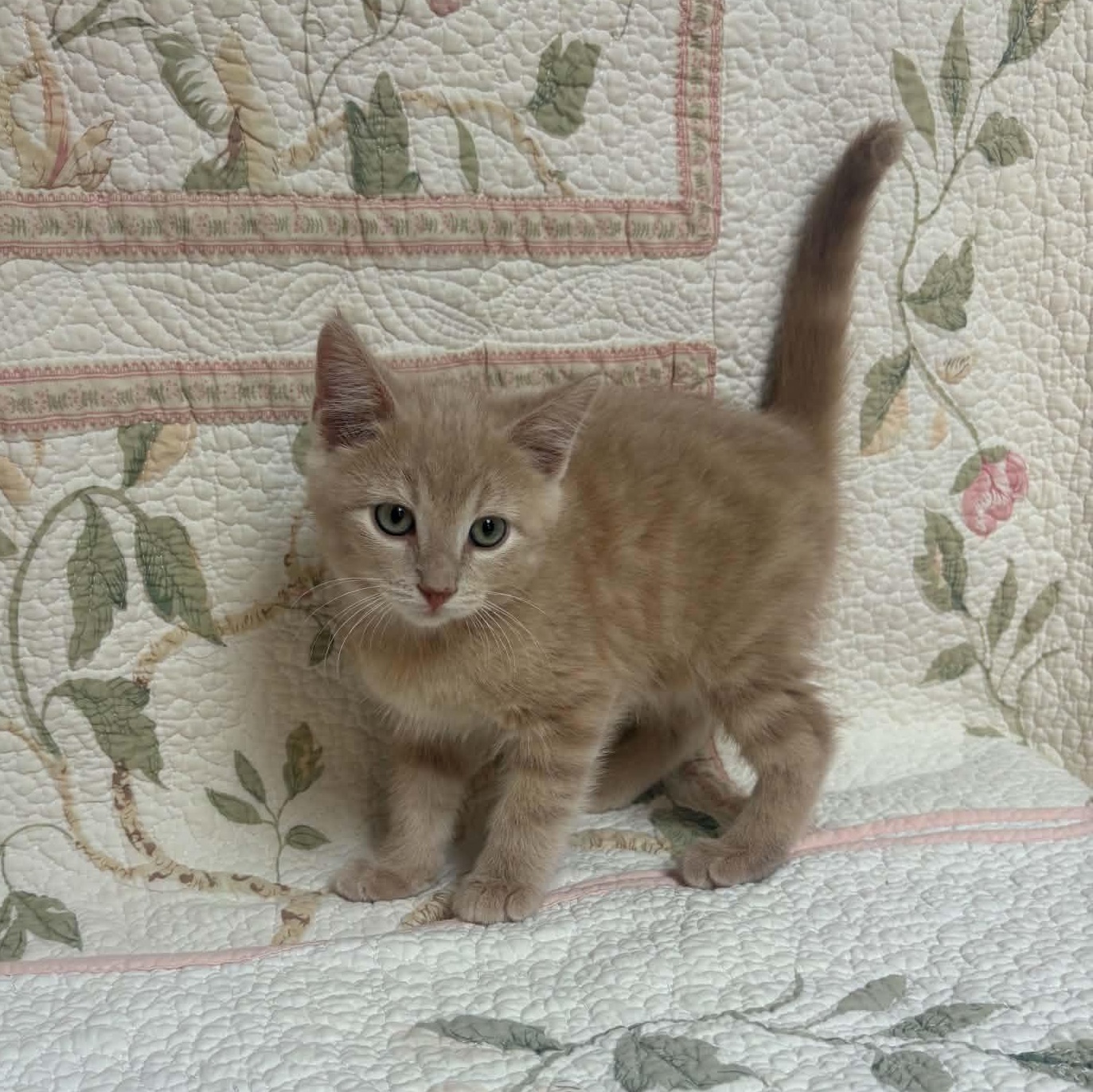 Enlarge Butter, a Adopted Domestic Short Hair in Waterloo, IA image 5/5