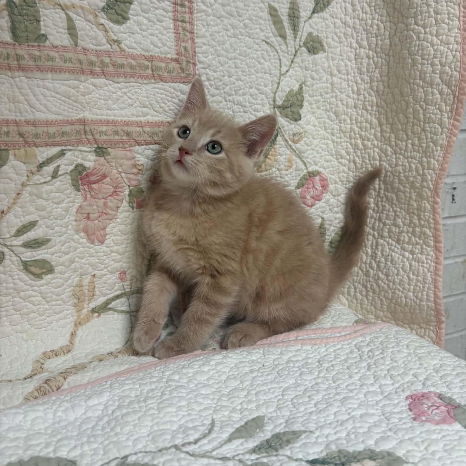 Enlarge Butter, a Adopted Domestic Short Hair in Waterloo, IA image 3/5