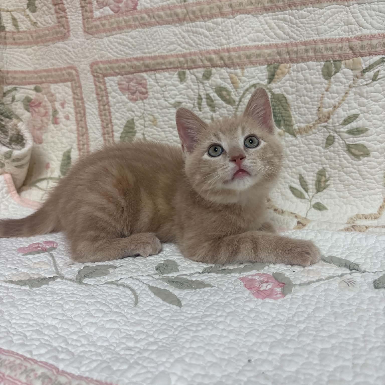Enlarge Butter, a Adopted Domestic Short Hair in Waterloo, IA image 1/5