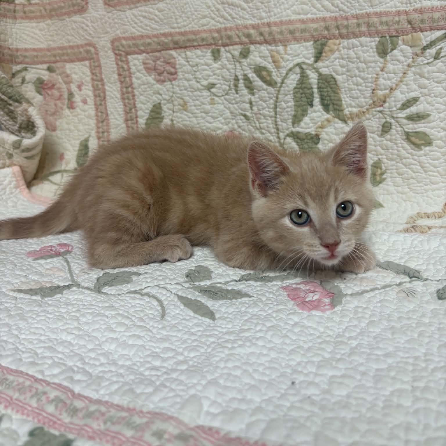 Enlarge Butter, a Adopted Domestic Short Hair in Waterloo, IA image 2/5