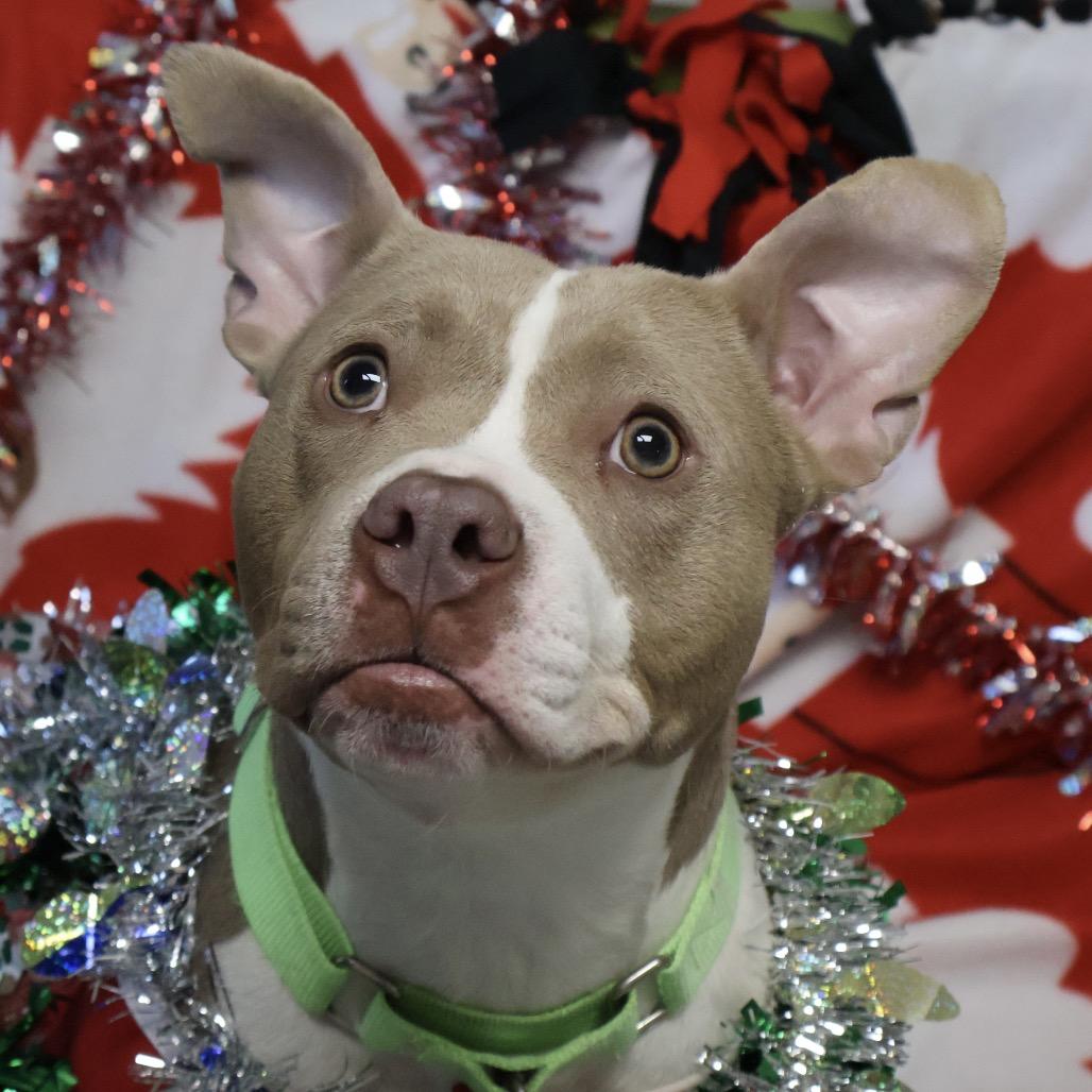 Enlarge Garnet, a Adoptable mixed breed in Brookfield, WI image 1/5