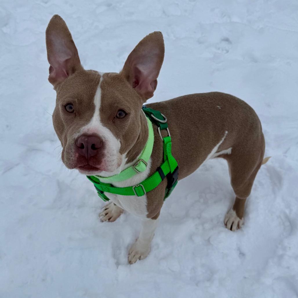 Enlarge Garnet, a Adoptable mixed breed in Brookfield, WI image 4/5