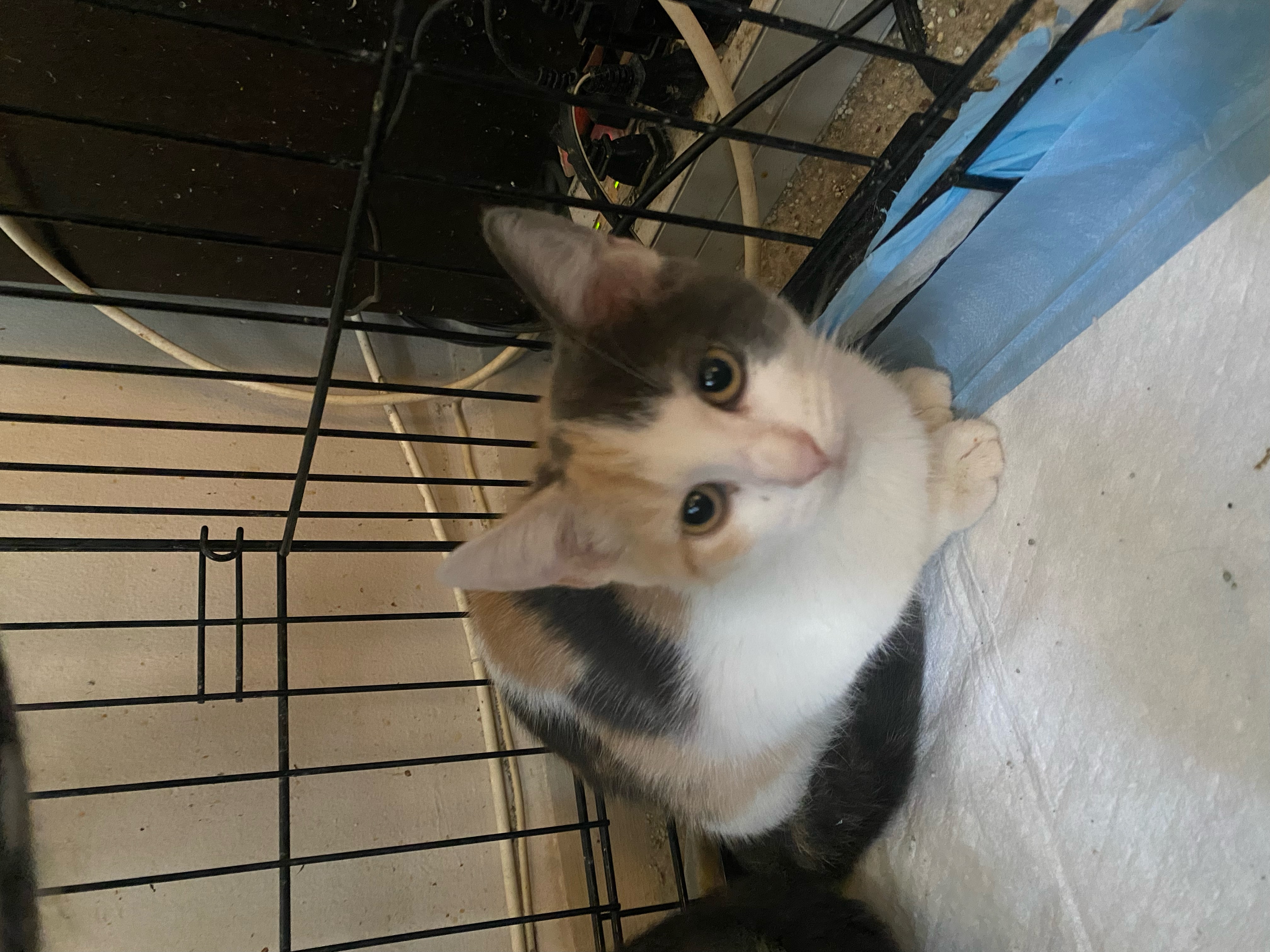 Ada, Adoptable, Kitten Female Domestic Short Hair.