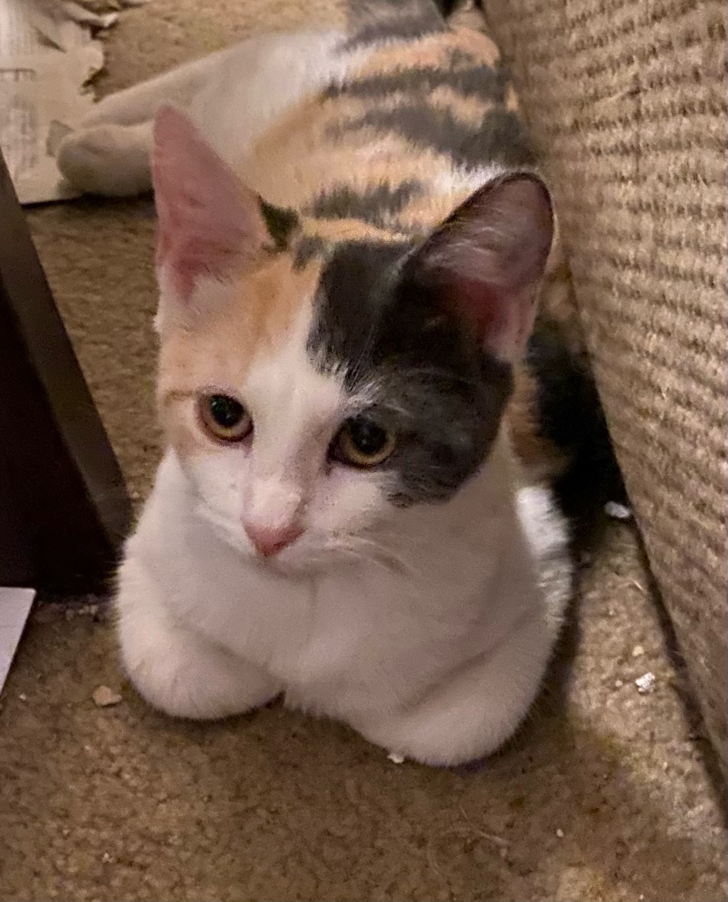 Ada, a Adoptable Domestic Short Hair in Staten Island, NY image 3/3