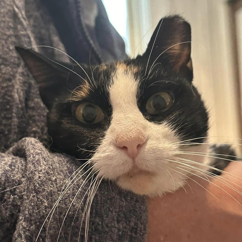 Hope, a Adoptable Domestic Short Hair in Enterprise, AL image 1/2