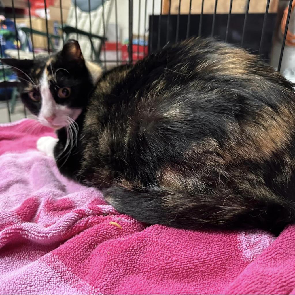 Hope, a Adoptable Domestic Short Hair in Enterprise, AL image 2/2