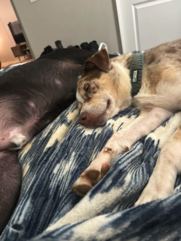 Kobe, a Adoptable mixed breed in Oak Ridge, TN image 2/4