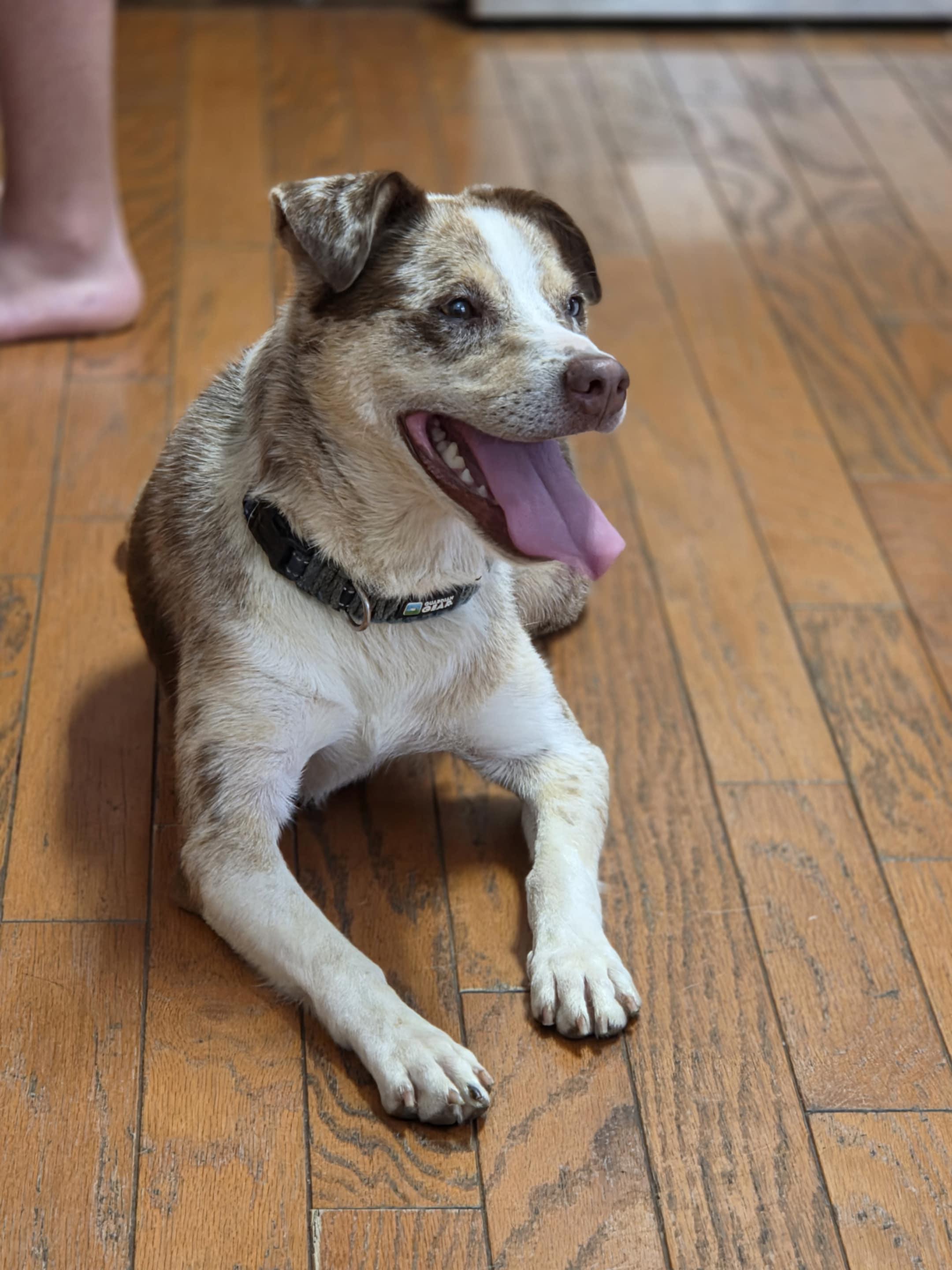 Kobe, Adoptable, Young Male Australian Shepherd.