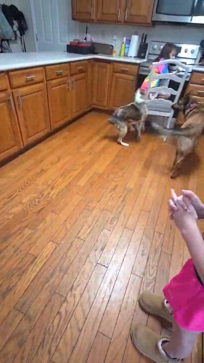 Enlarge Kobe, a Adoptable mixed breed in Oak Ridge, TN video 4/4