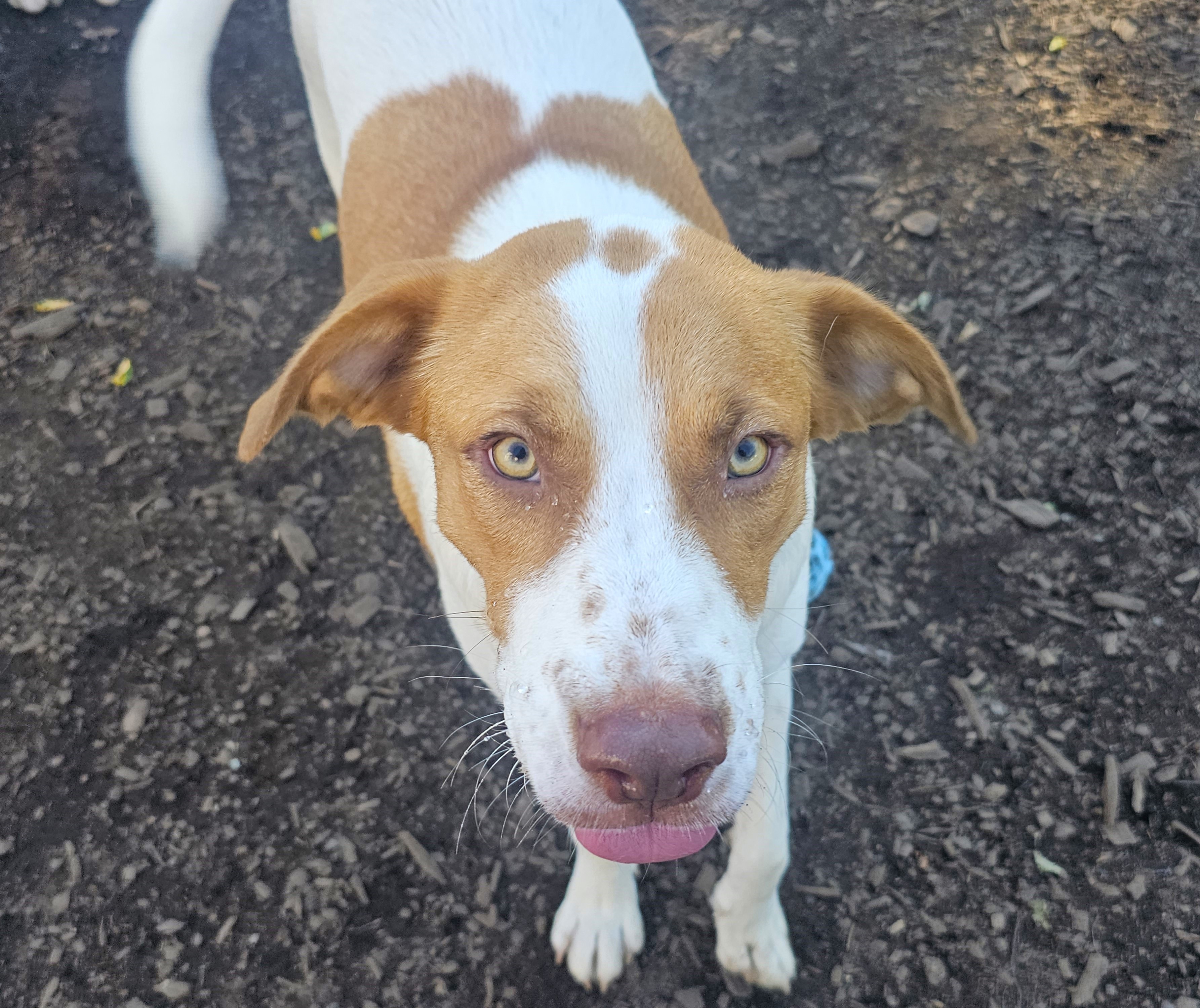 Dog for adoption Kane, a Labrador Retriever & Hound Mix in Ringwood