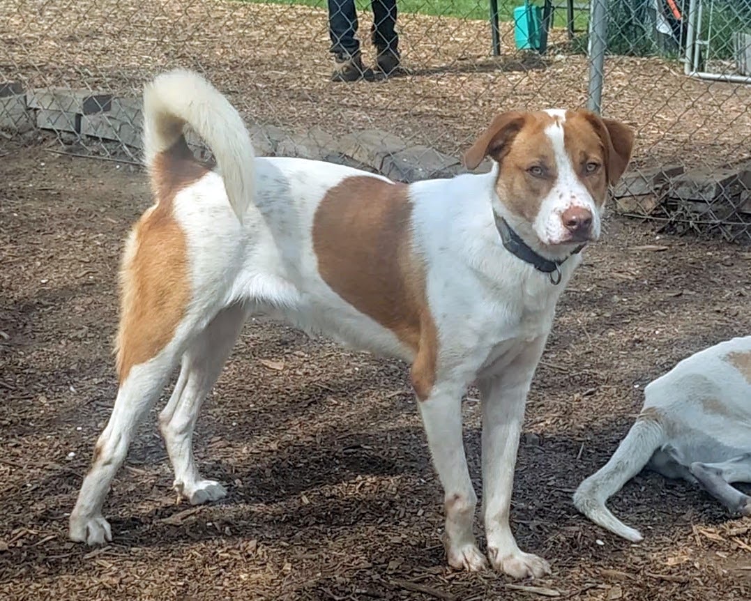 Dog for adoption Kane, a Labrador Retriever & Hound Mix in Ringwood