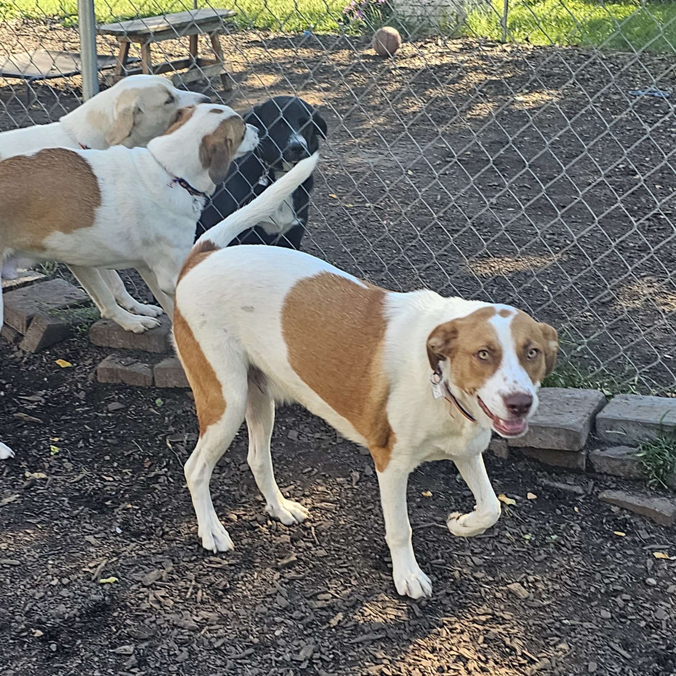 Dog for adoption Kane, a Labrador Retriever & Hound Mix in Ringwood