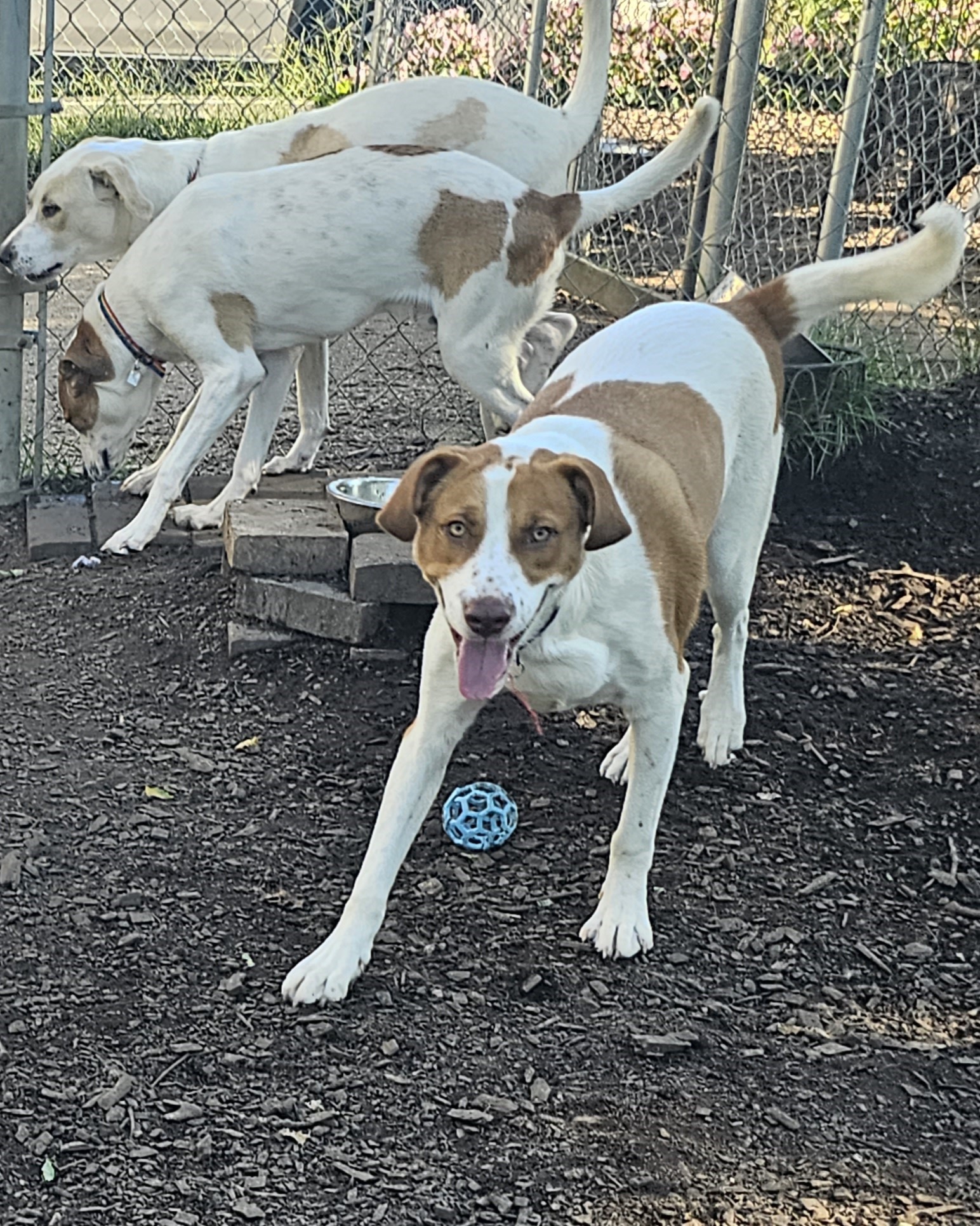 Dog for adoption Kane, a Labrador Retriever & Hound Mix in Ringwood