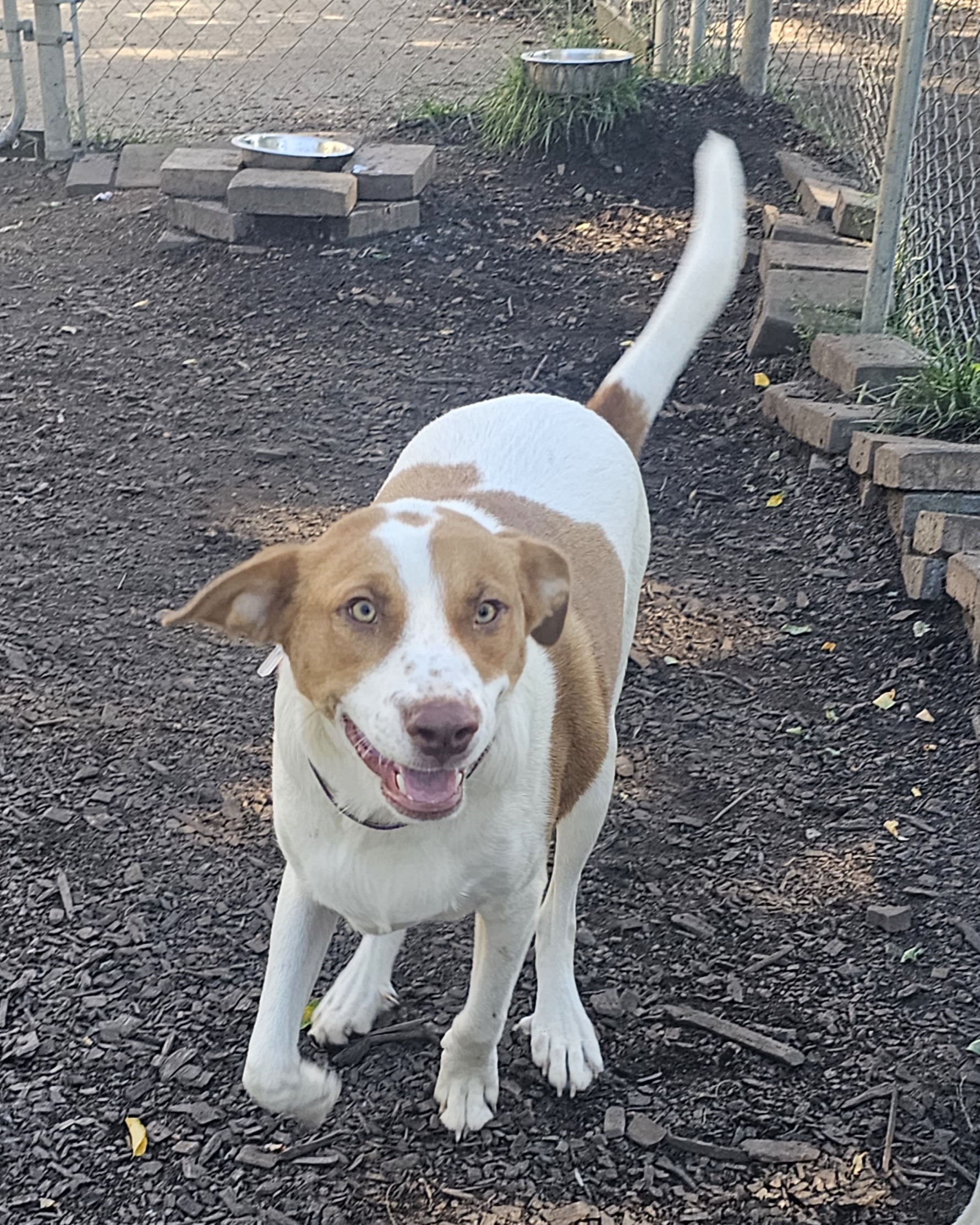 Dog for adoption Kane, a Labrador Retriever & Hound Mix in Ringwood