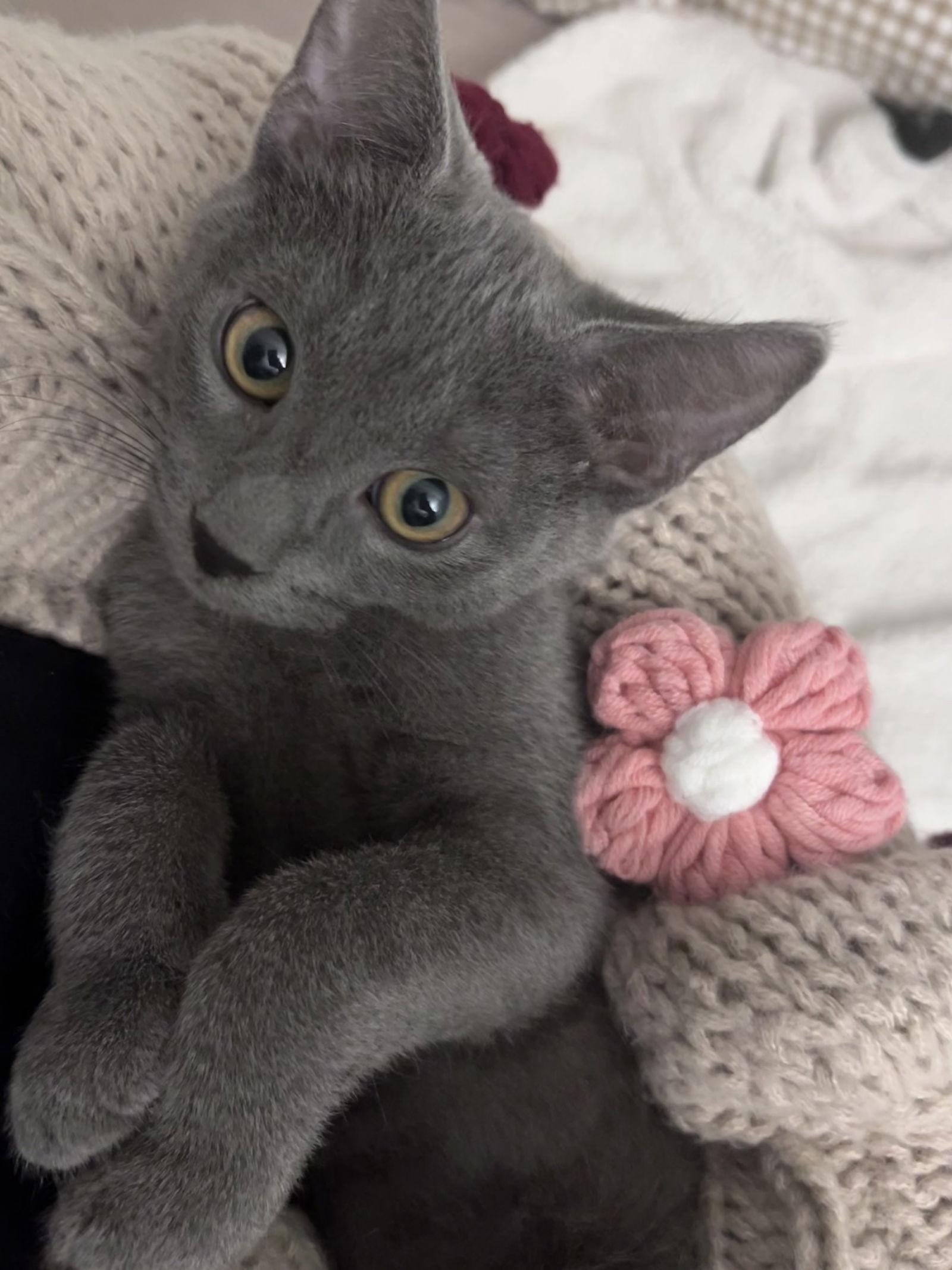 Bugs Bunny, Adopted, Young Male Domestic Short Hair.