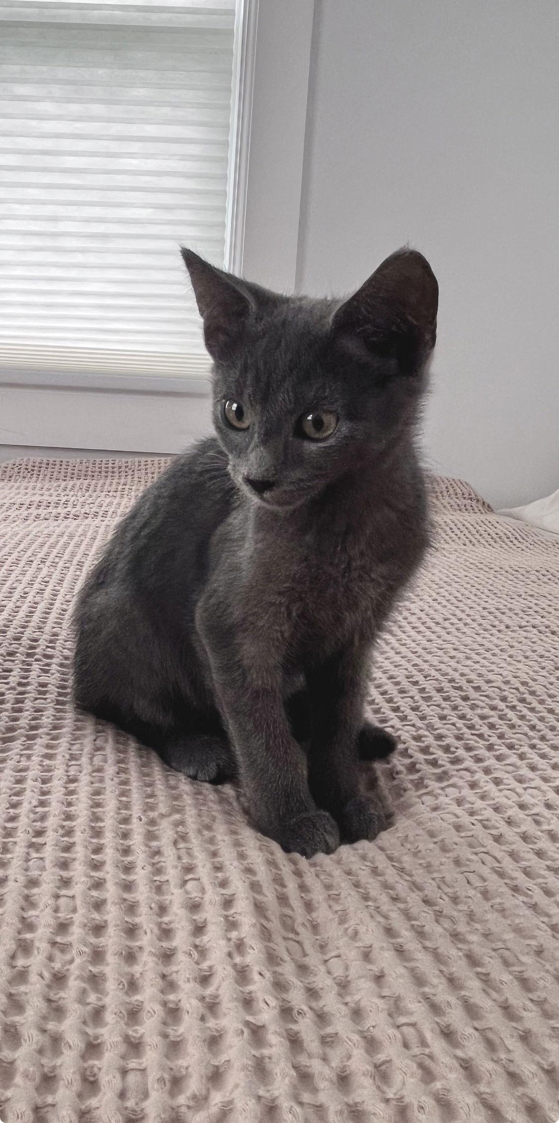 Bugs Bunny, a Adopted Domestic Short Hair in Trexlertown, PA image 2/3