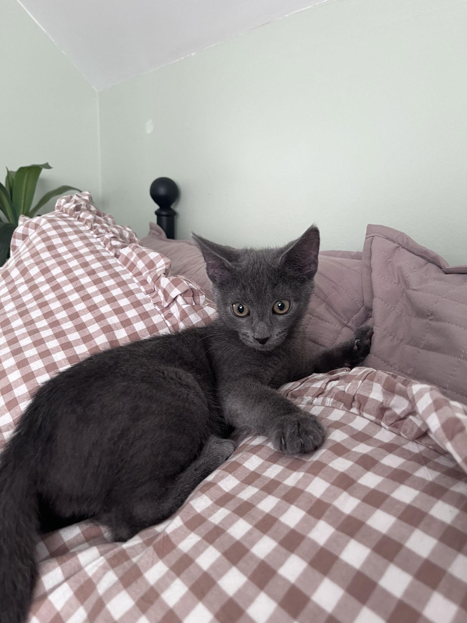 Bugs Bunny, a Adopted Domestic Short Hair in Trexlertown, PA image 3/3