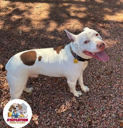 Enlarge Pablo, a Adoptable mixed breed in Phoenix, AZ image 1/3