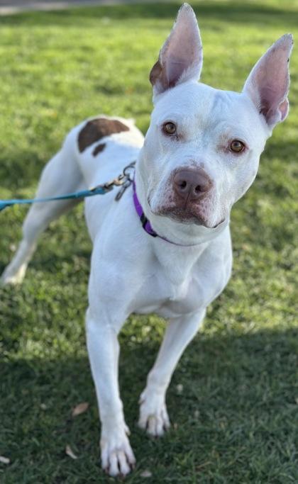 Enlarge Pablo, a Adoptable mixed breed in Phoenix, AZ image 2/3