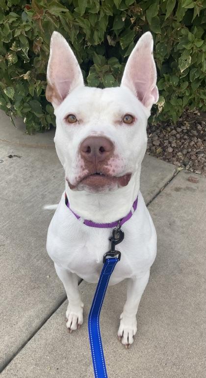 Enlarge Pablo, a Adoptable mixed breed in Phoenix, AZ image 3/3