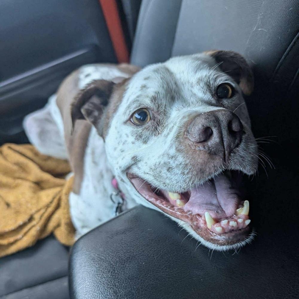 Enlarge Freckles, a Adoptable mixed breed in Long Island City, NY image 1/4