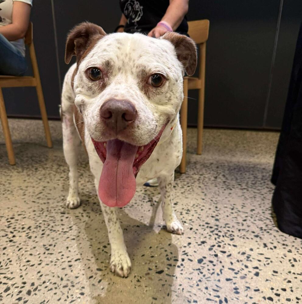 Enlarge Freckles, a Adoptable mixed breed in Long Island City, NY image 2/4