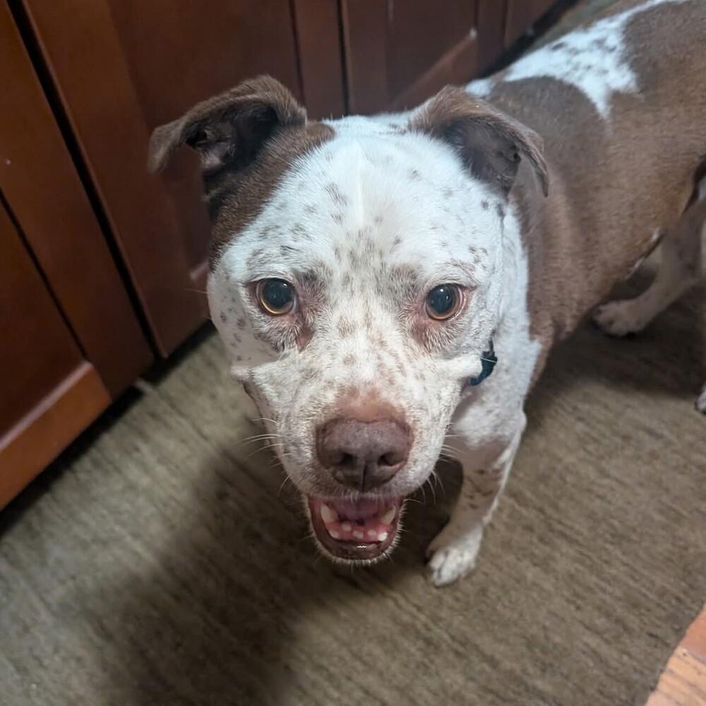Enlarge Freckles, a Adoptable mixed breed in Long Island City, NY image 3/4