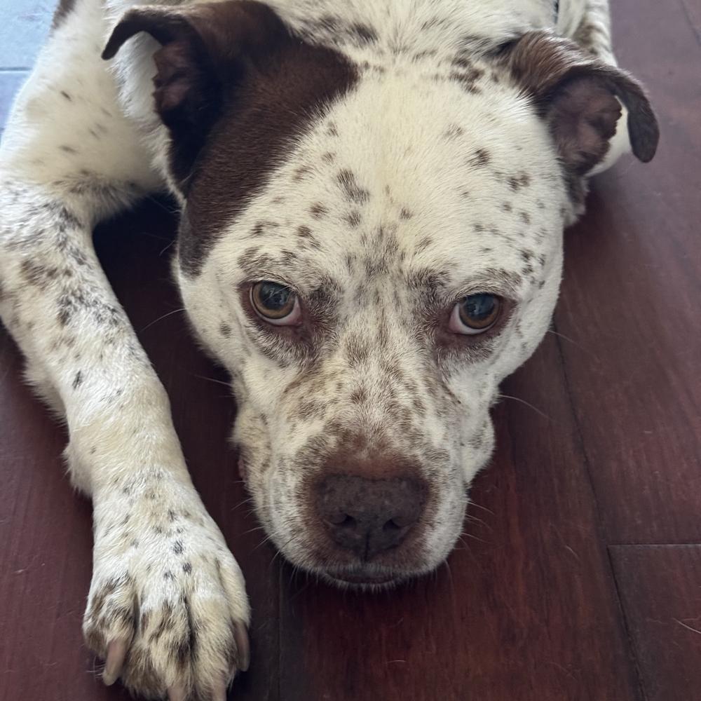 Enlarge Freckles, a Adoptable mixed breed in Long Island City, NY image 4/4