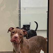 Buster — thumbnail 2