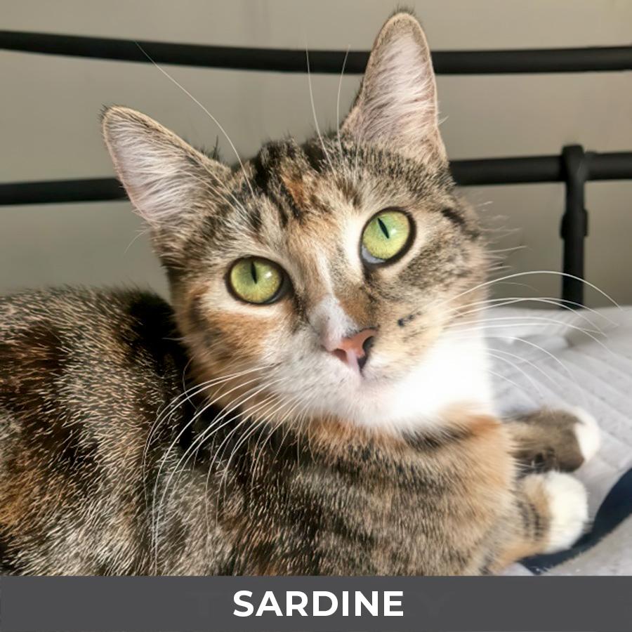 Sardine, adopted, Adult Female Domestic Short Hair.