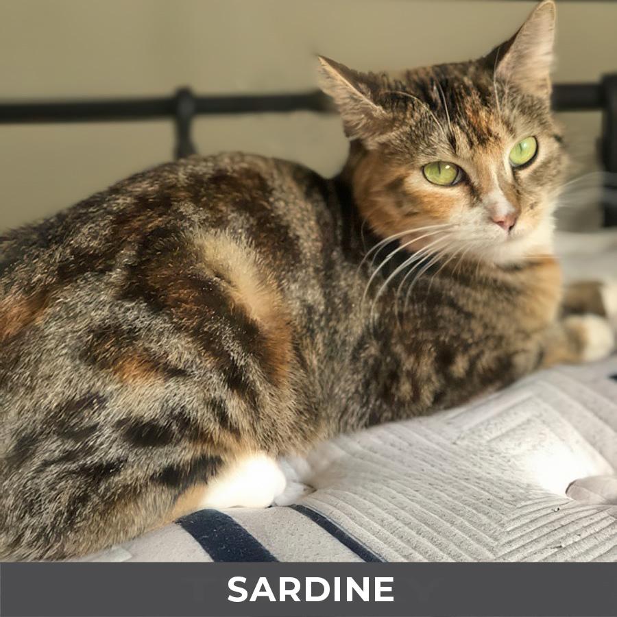 Enlarge Sardine, an adopted Domestic Short Hair in Etobicoke, ON image 4/5
