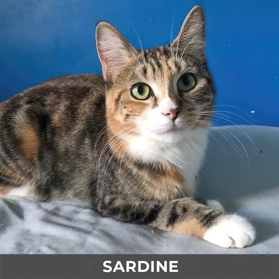 Enlarge Sardine, an adopted Domestic Short Hair in Etobicoke, ON image 2/5