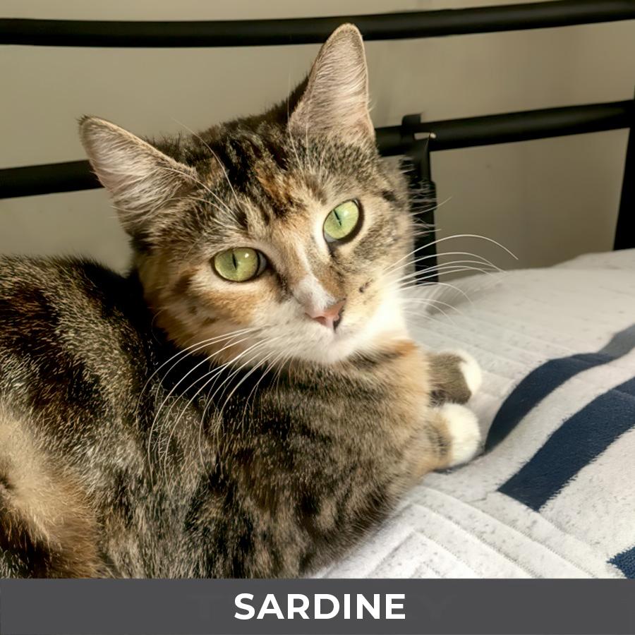 Enlarge Sardine, an adopted Domestic Short Hair in Etobicoke, ON image 3/5