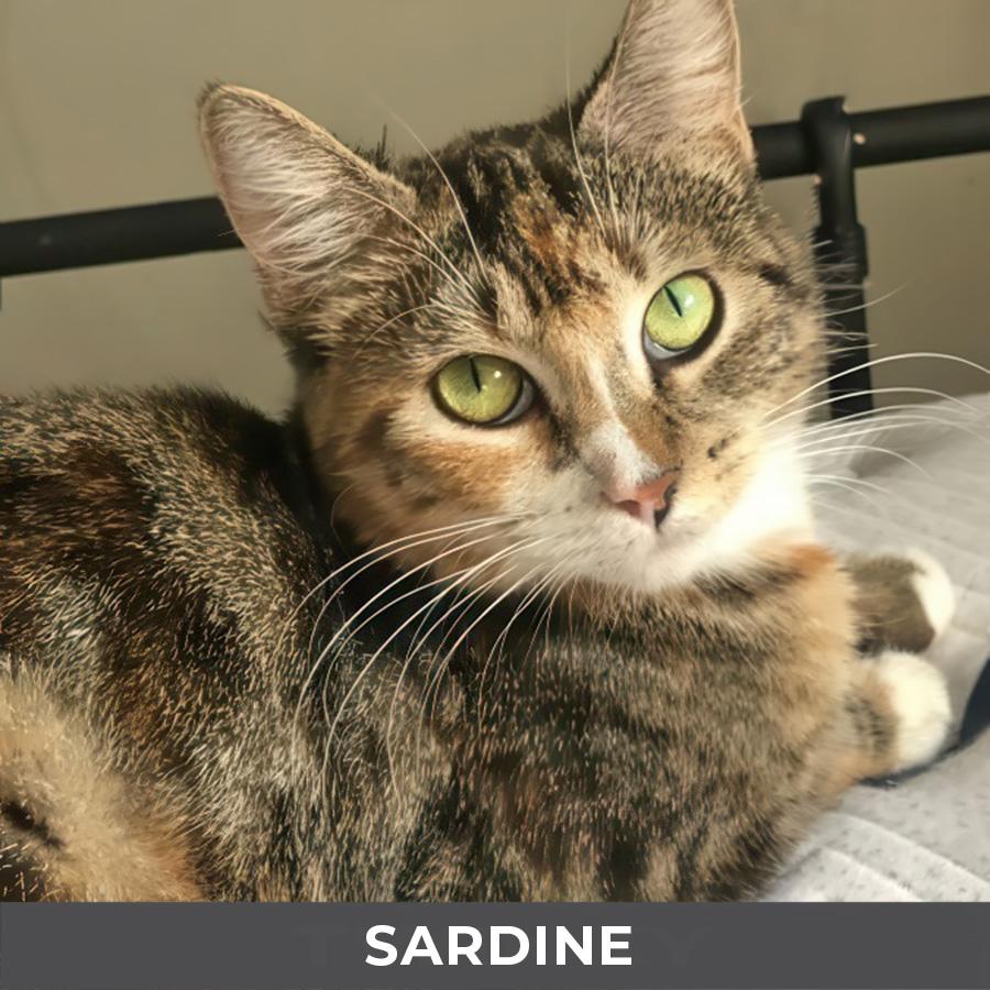 Enlarge Sardine, an adopted Domestic Short Hair in Etobicoke, ON image 5/5