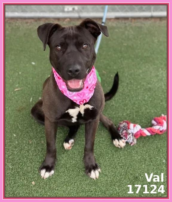 VAL, ADOPTABLE, Young Female Pit Bull Terrier & American Staffordshire Terrier.