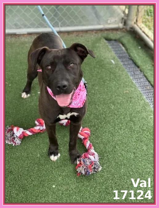 Enlarge VAL, a ADOPTABLE mixed breed in Marietta, GA image 6/6