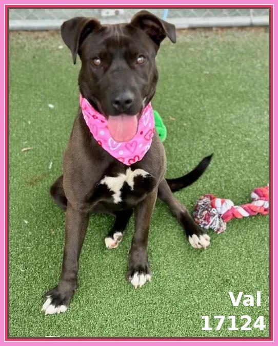 Enlarge VAL, a ADOPTABLE mixed breed in Marietta, GA image 3/6