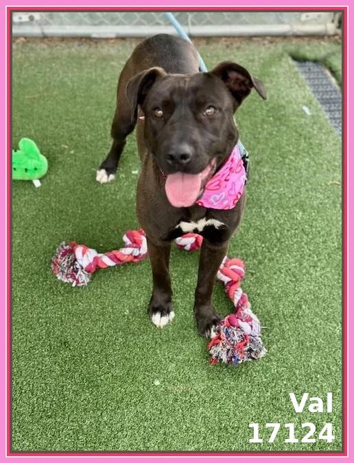 Enlarge VAL, a ADOPTABLE mixed breed in Marietta, GA image 2/6
