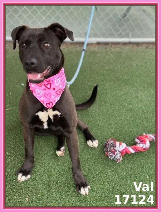 Enlarge VAL, a ADOPTABLE mixed breed in Marietta, GA image 5/6