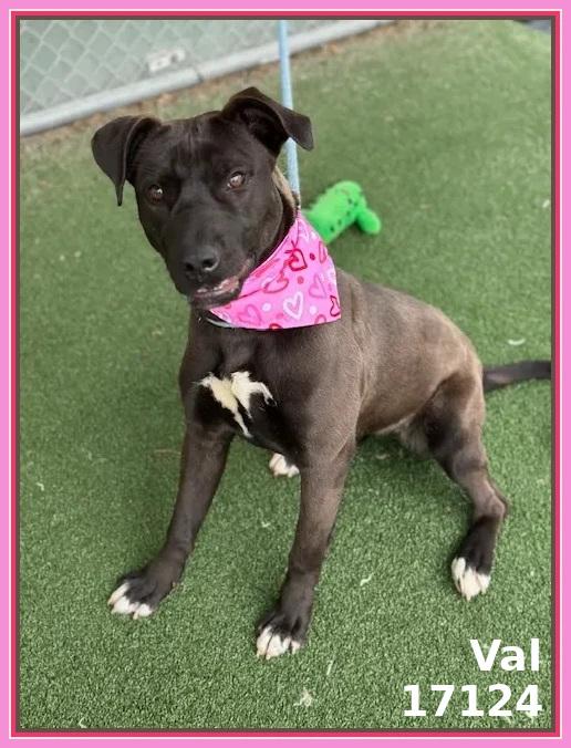 Enlarge VAL, a ADOPTABLE mixed breed in Marietta, GA image 4/6