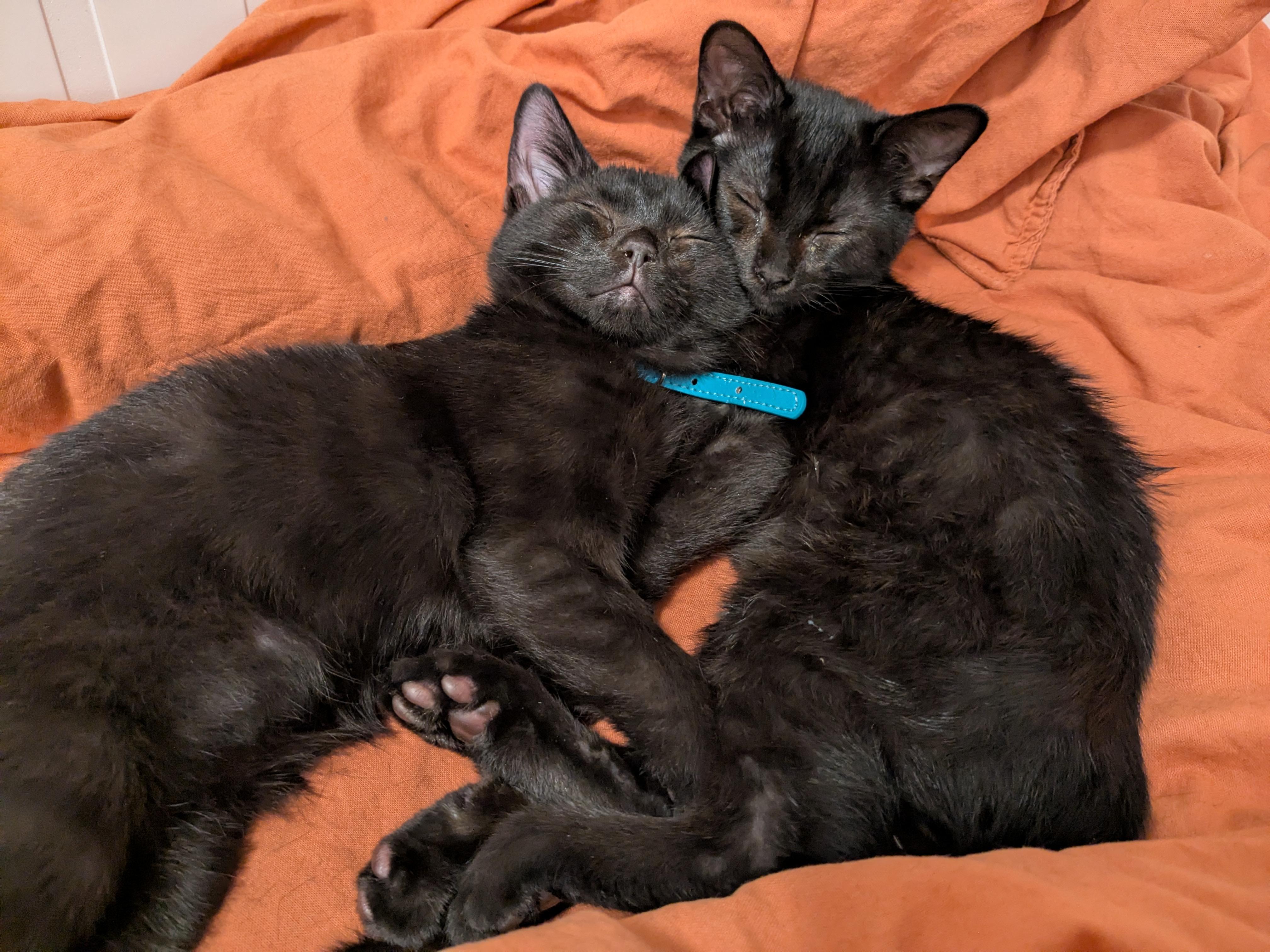 Athena, a Adopted Domestic Short Hair in Montreal, QC image 3/5