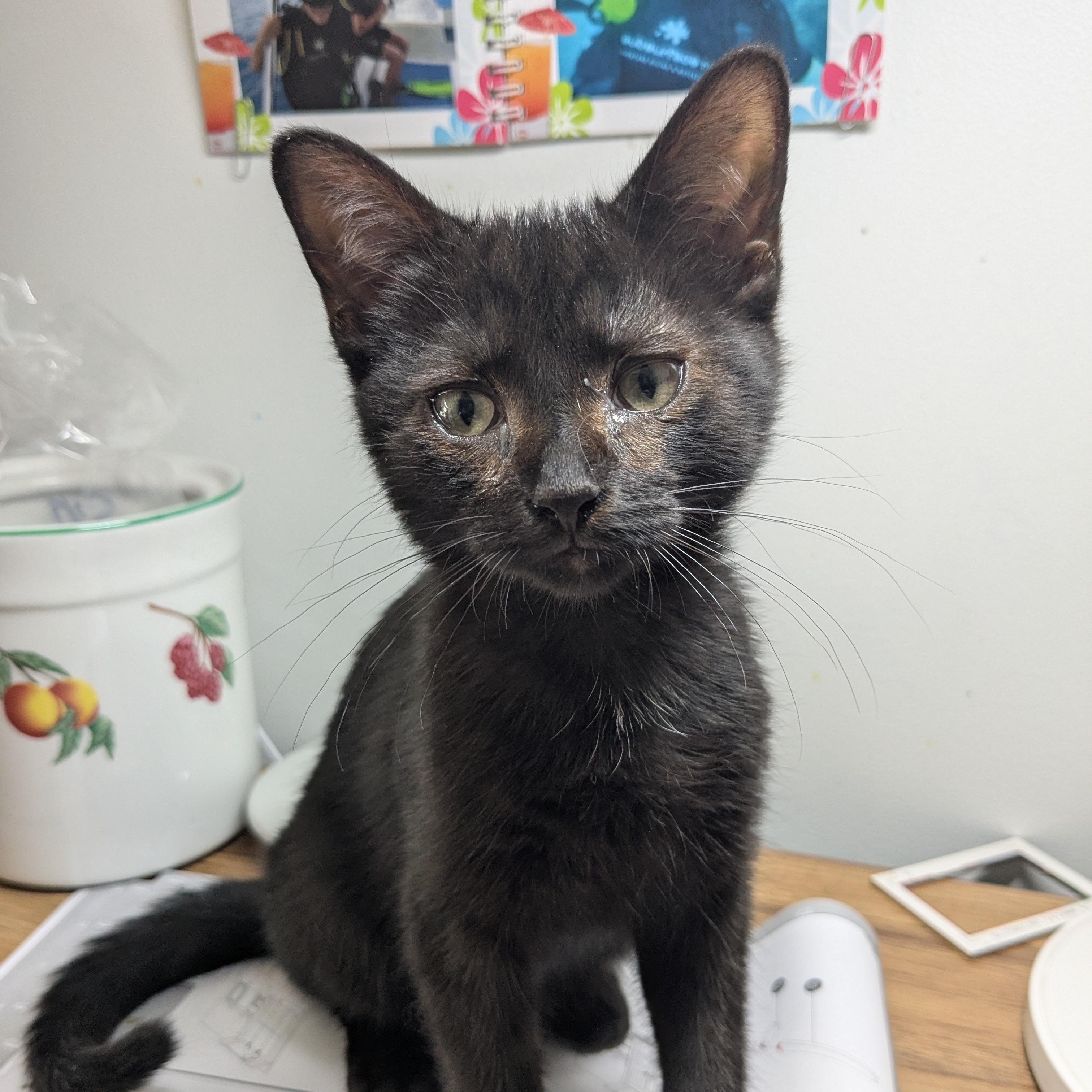 Athena, a Adopted Domestic Short Hair in Montreal, QC image 5/5