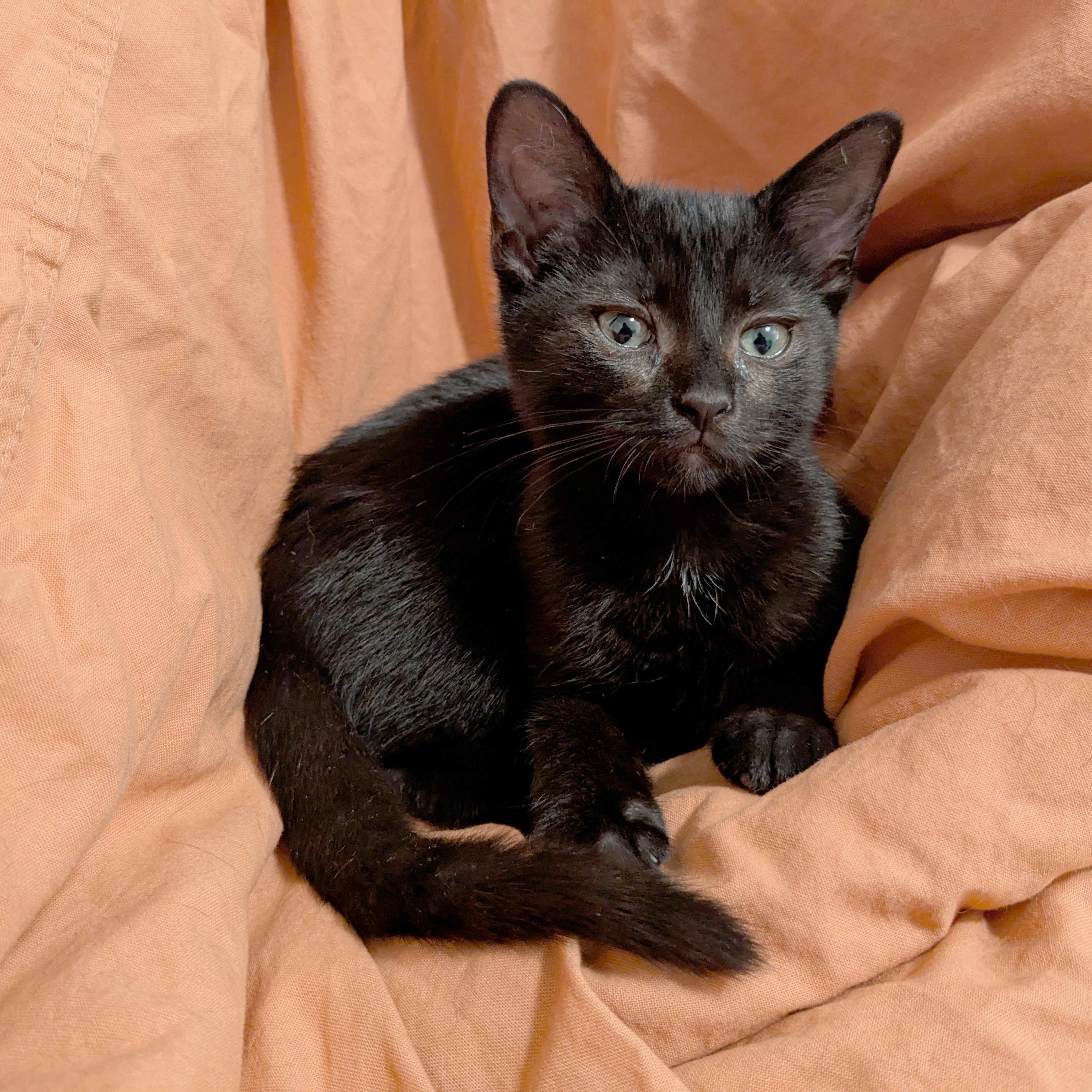 Athena, Adopted, Kitten Female Domestic Short Hair.